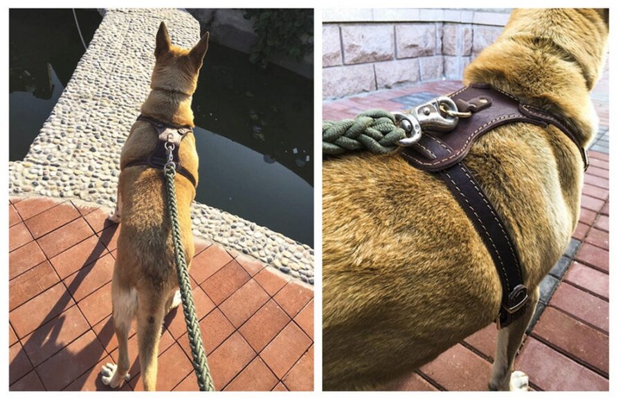 Leather Dog Vest Harness