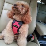 Pet Dog Vest Harness