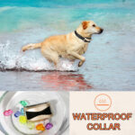 Smart Pet Dog Training Collar